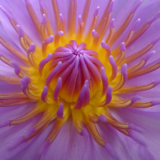 Photography Image / Nature and Life1/ Jose Silveirinha